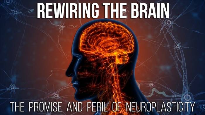 Unlocking Neuroscience Gold: The Best Huberman Lab Podcast Episodes That Will Expand Your Mind 5 Neuroplasticity Rewiring the Brain for Optimal Performance